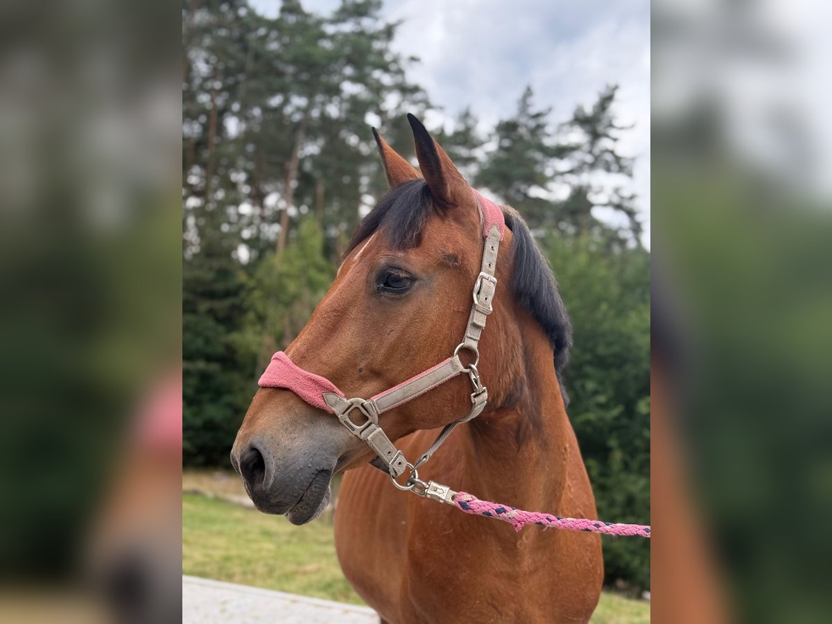 Other Heavy Horses Mare 19 years 15,1 hh Brown in Neunburg vorm Wald