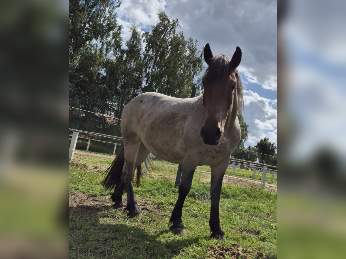Other Heavy Horses Mix Mare 3 years 15,1 hh in S&#xF6;gel