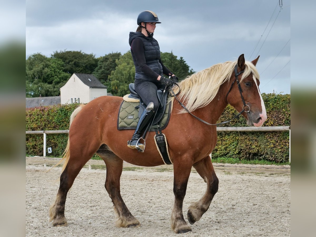Other Heavy Horses Mare 3 years 15,2 hh Brown in Neustadt (Wied)
