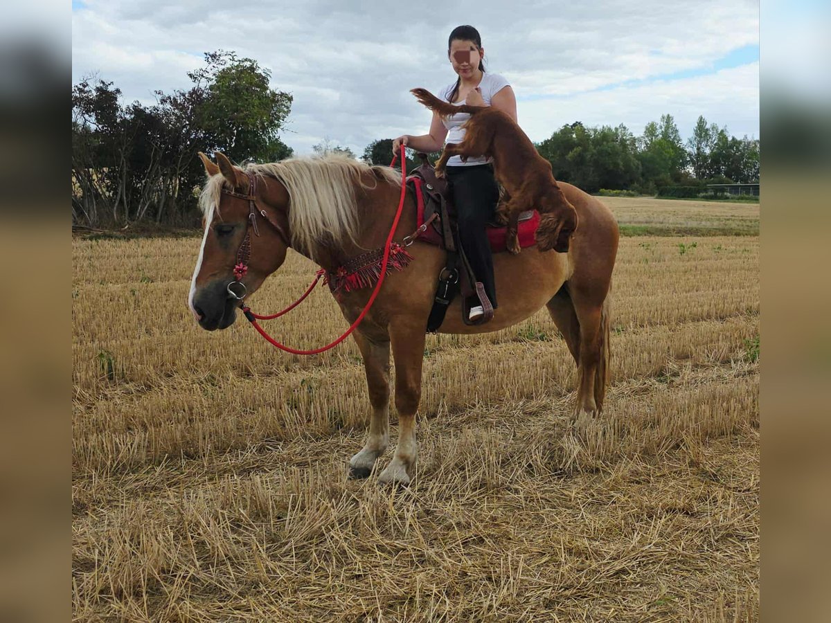 Other Heavy Horses Mare 3 years 15,2 hh Chestnut-Red in Linkenbach