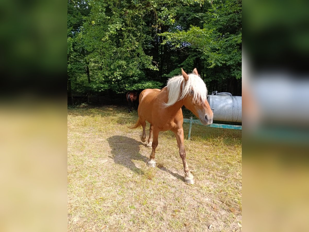 Other Heavy Horses Mare 3 years 17,1 hh Chestnut-Red in froeschwiller