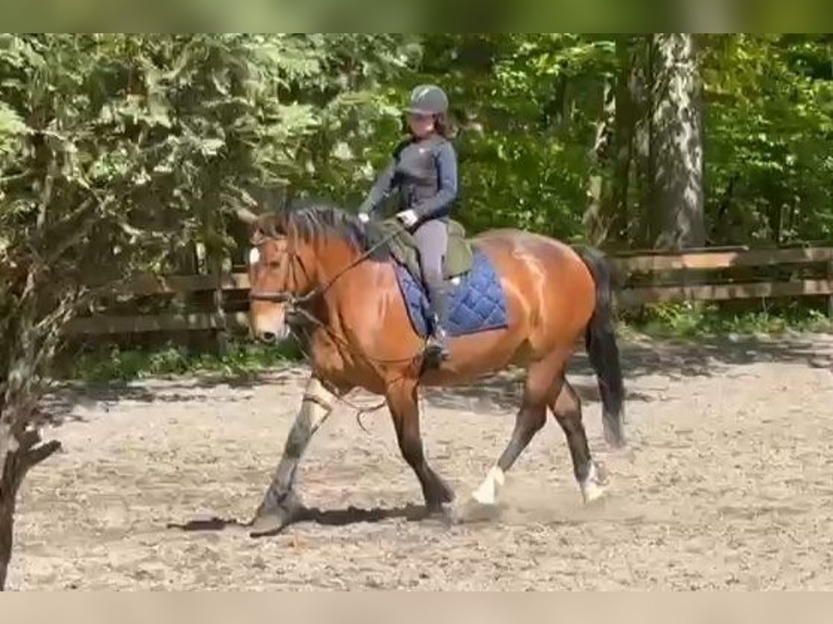Other Heavy Horses Mare 4 years Bay-Dark in Braunschweig