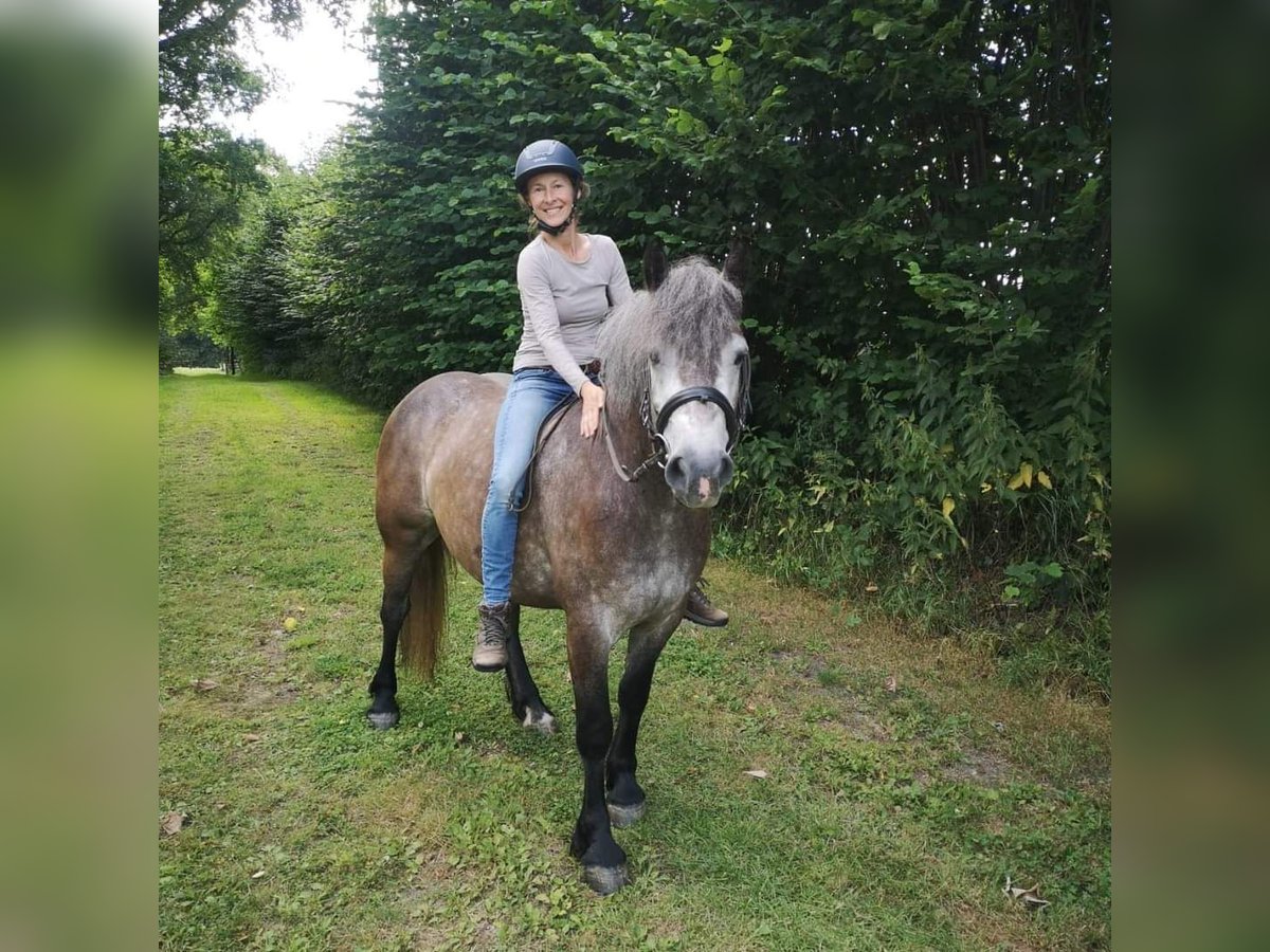 Other Heavy Horses Mare 5 years 14,2 hh Gray-Dapple in Rader Insel