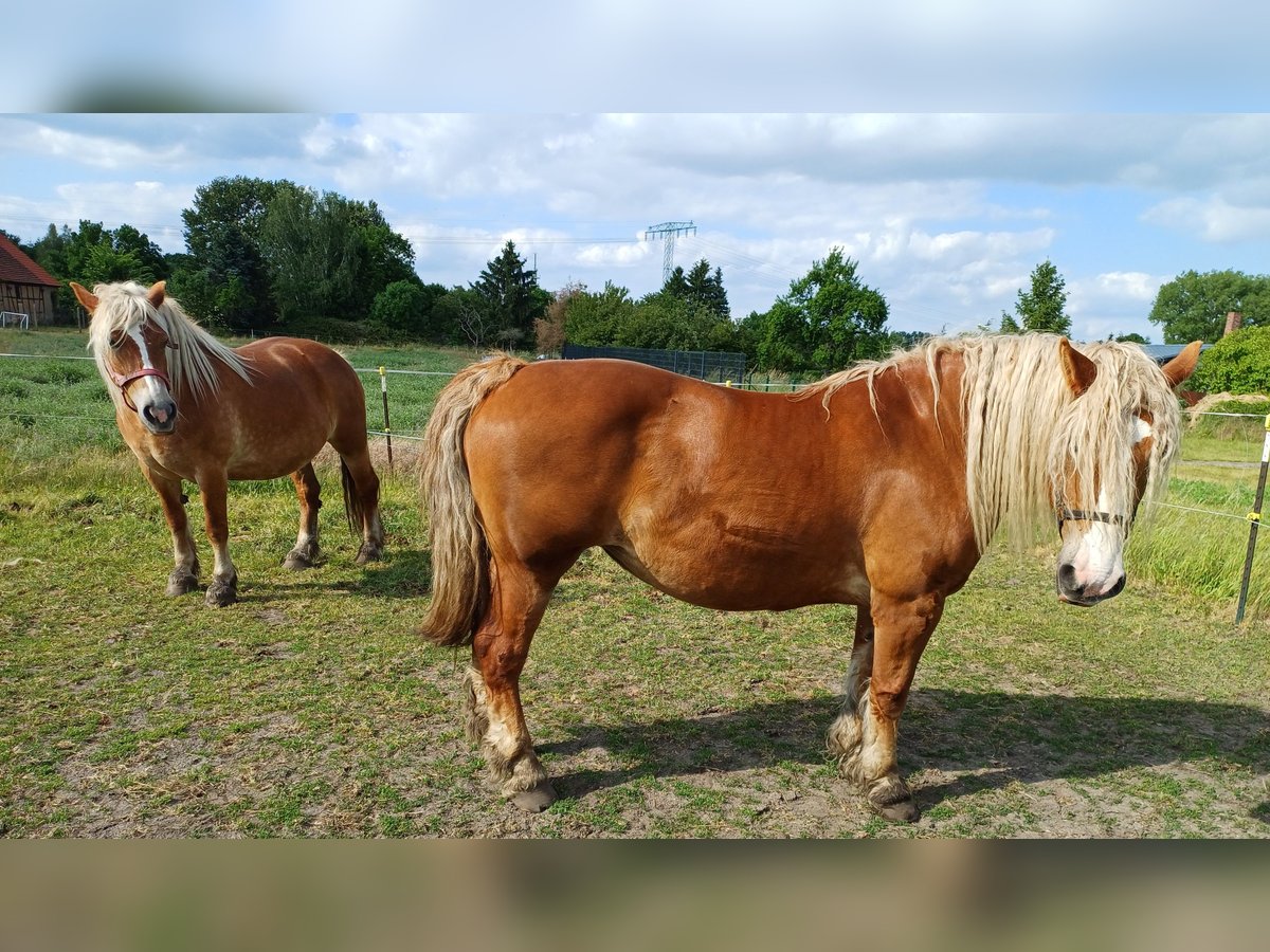 Other Heavy Horses Mare 7 years 15,2 hh Chestnut-Red in Treuenbrietzentr