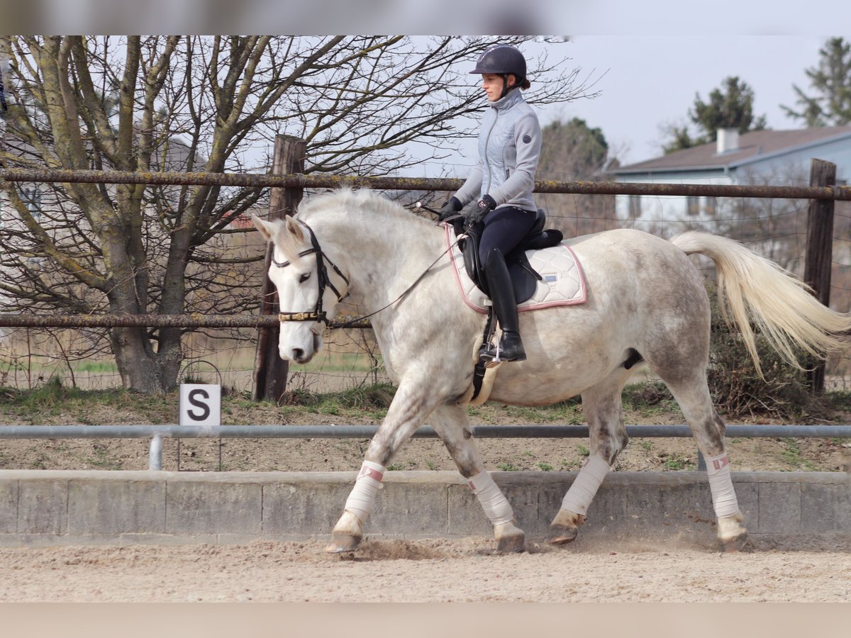 Other Heavy Horses Mix Mare 8 years 16 hh Gray in Wien