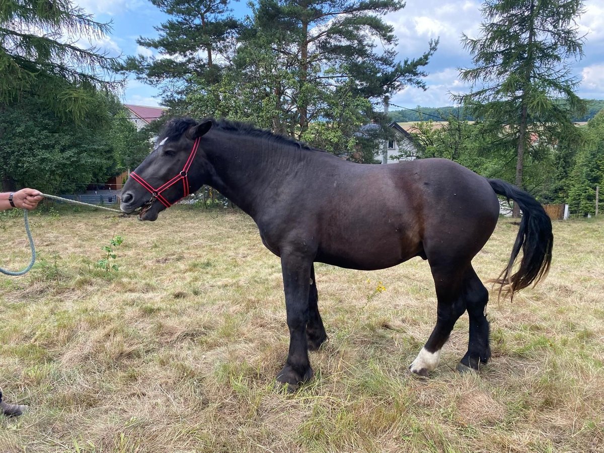 Other Heavy Horses Stallion 2 years in Owiesno