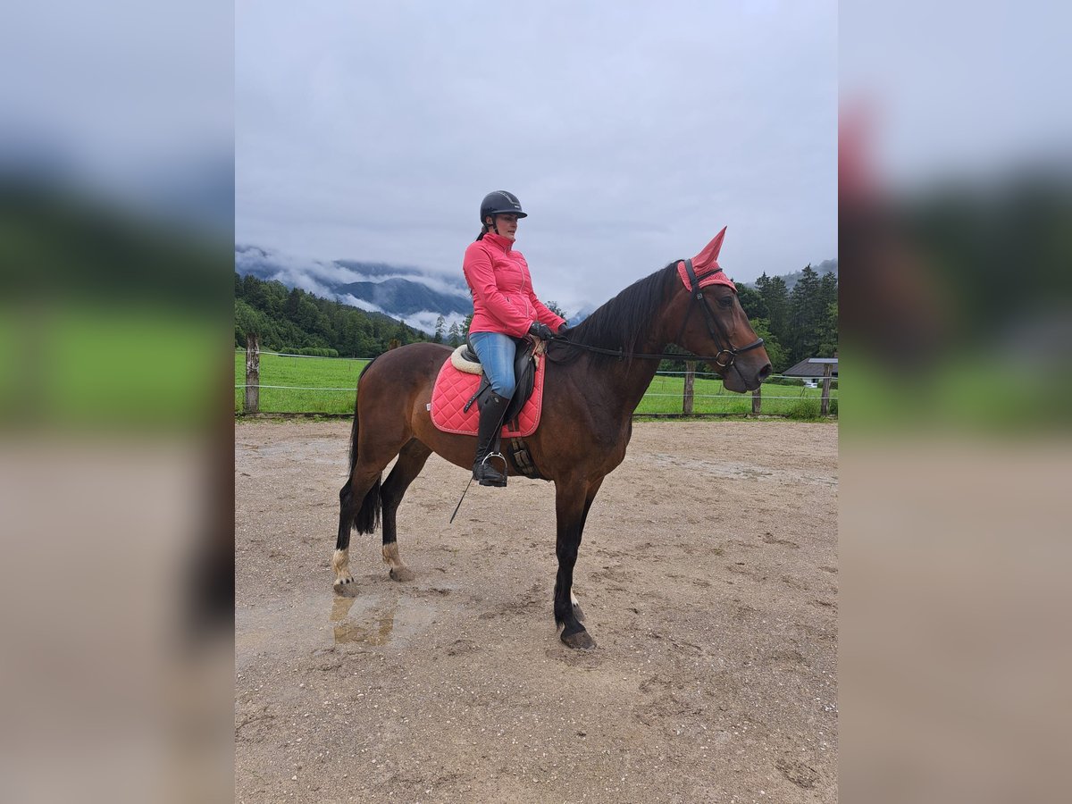 Other Thoroughbred Breeds Gelding 10 years 16,2 hh Brown in Molln