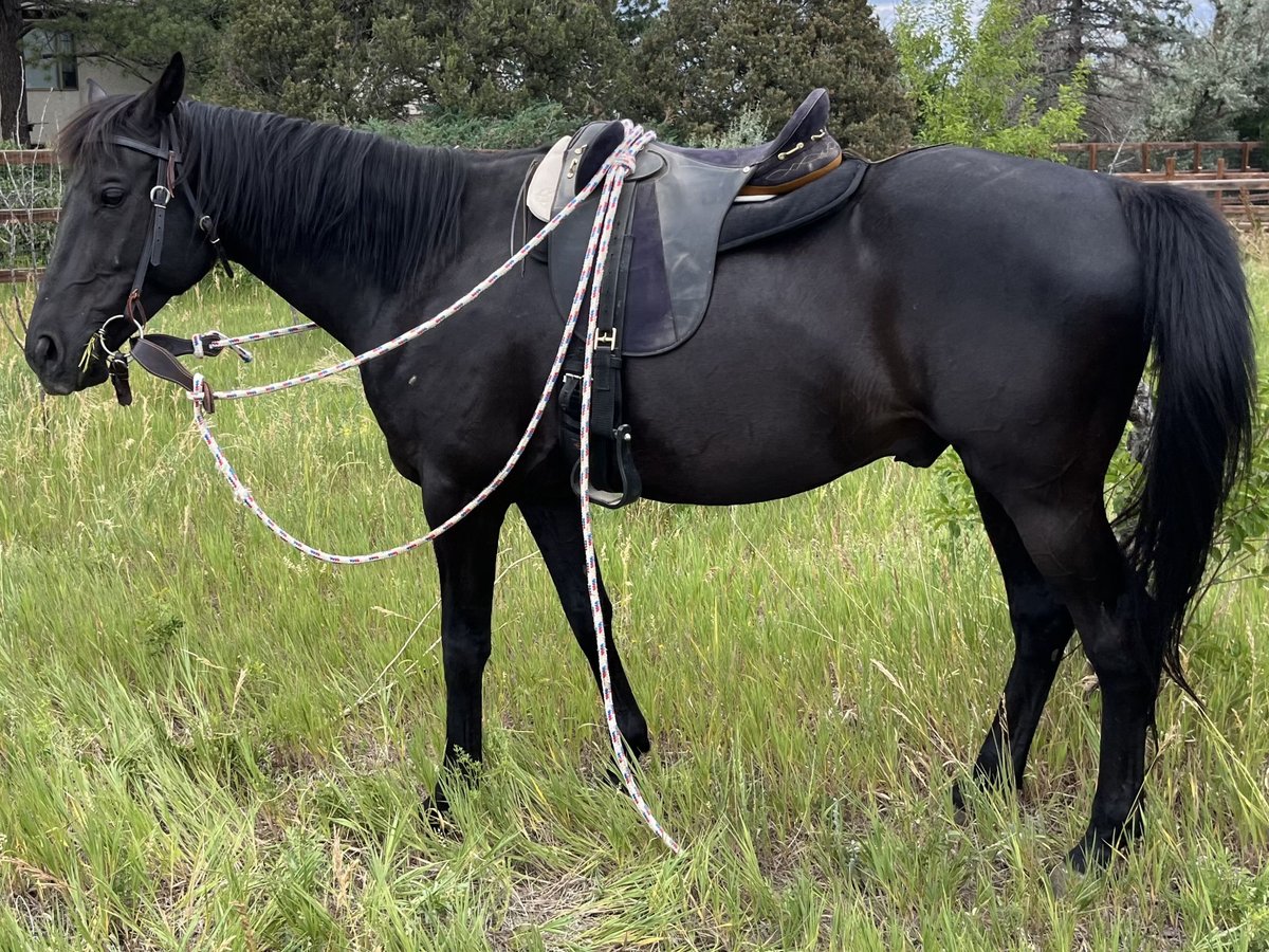 Other Thoroughbred Breeds Mix Gelding 10 years 16 hh Black in Aurora