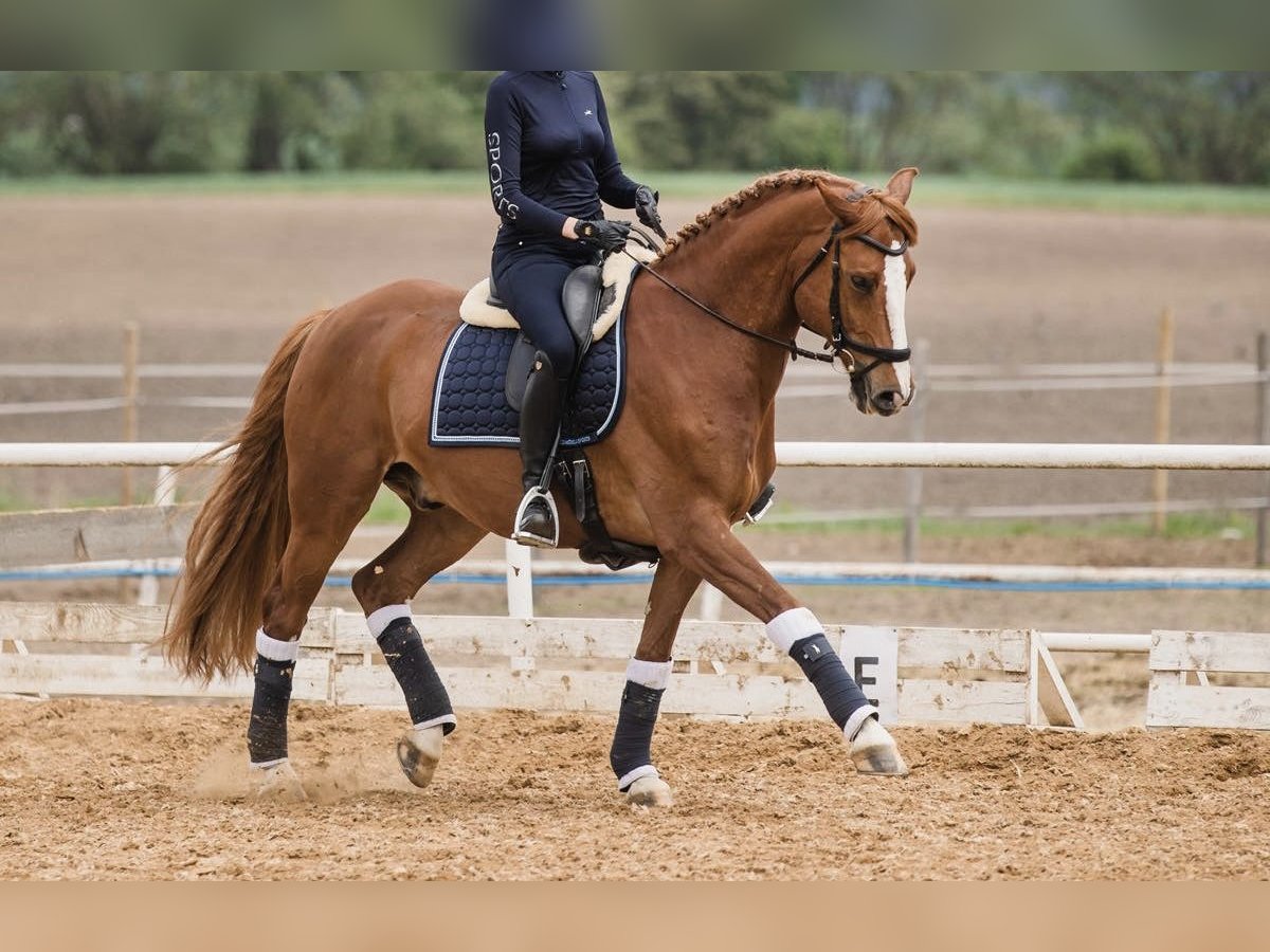 Other Thoroughbred Breeds Gelding 10 years 16 hh Chestnut-Red in Poznań