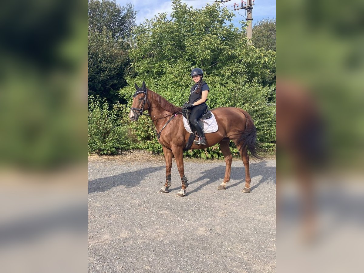 Other Thoroughbred Breeds Gelding 11 years 16 hh Chestnut-Red in Salzgitter Gitter