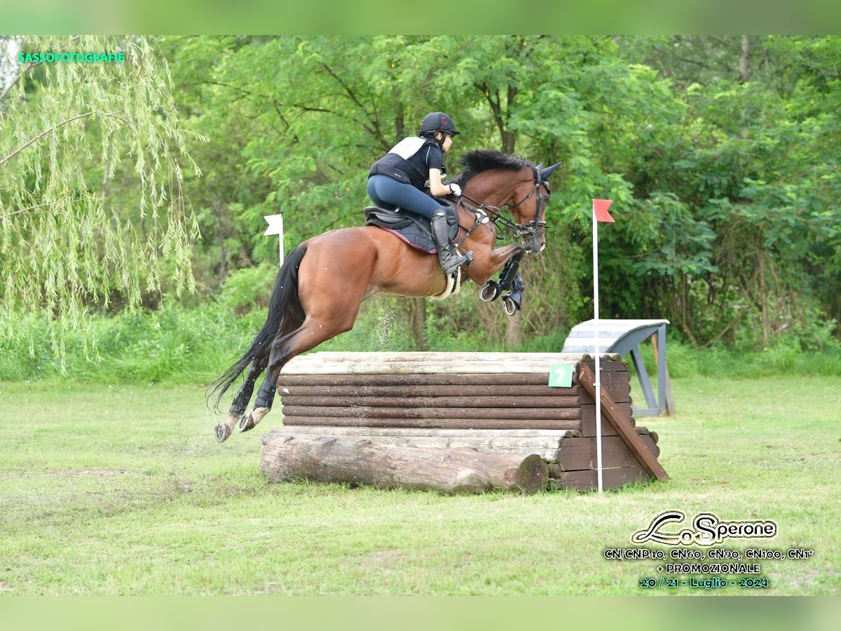 Other Thoroughbred Breeds Gelding 11 years 16,1 hh Brown in Merate(LC)