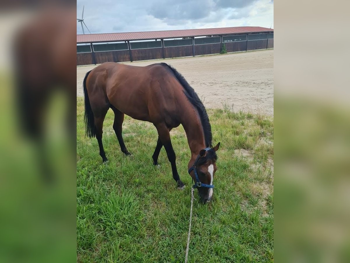 Other Thoroughbred Breeds Gelding 12 years 15 hh Brown in Bremen