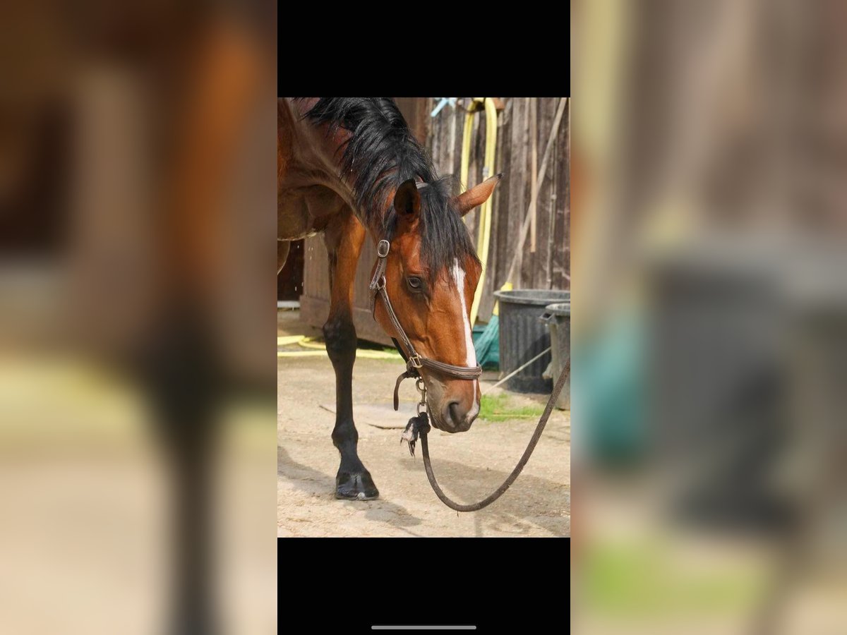 Other Thoroughbred Breeds Mix Gelding 13 years 16,2 hh Bay in Nantes