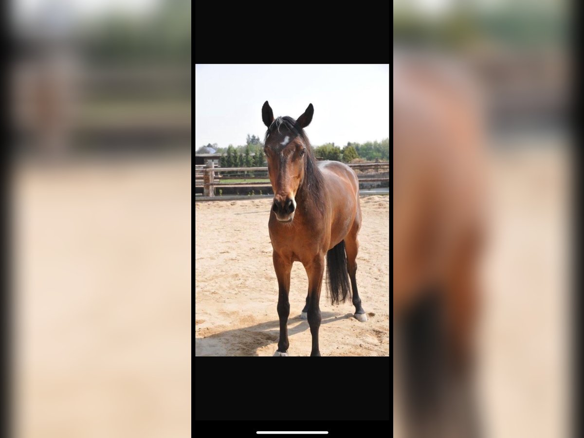 Other Thoroughbred Breeds Mix Gelding 14 years 14,3 hh Brown in Erftstadt Other Thoroughbred Breeds Mix Gelding 14 years 14,3 hh Brown in Erftstadt