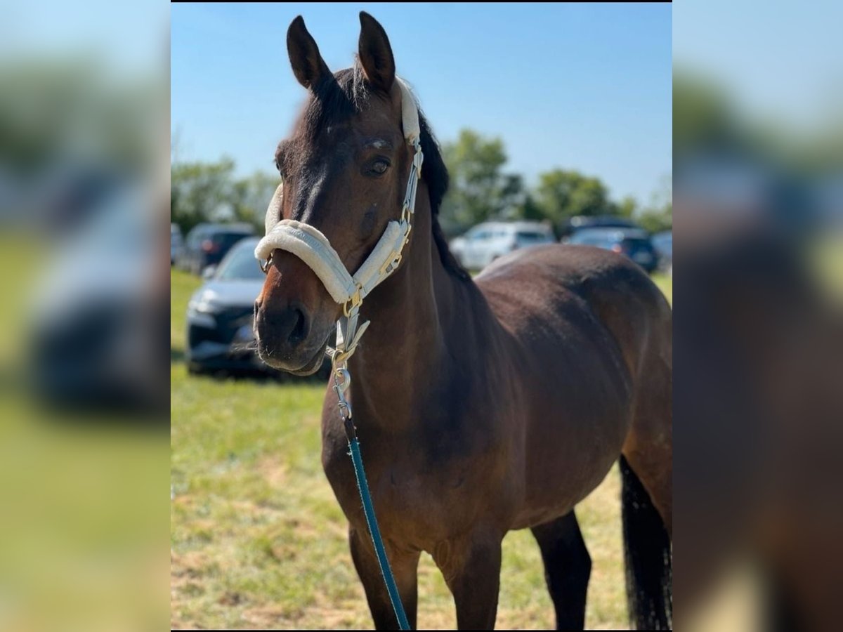 Other Thoroughbred Breeds Gelding 14 years 15,2 hh Bay-Dark in Achberg