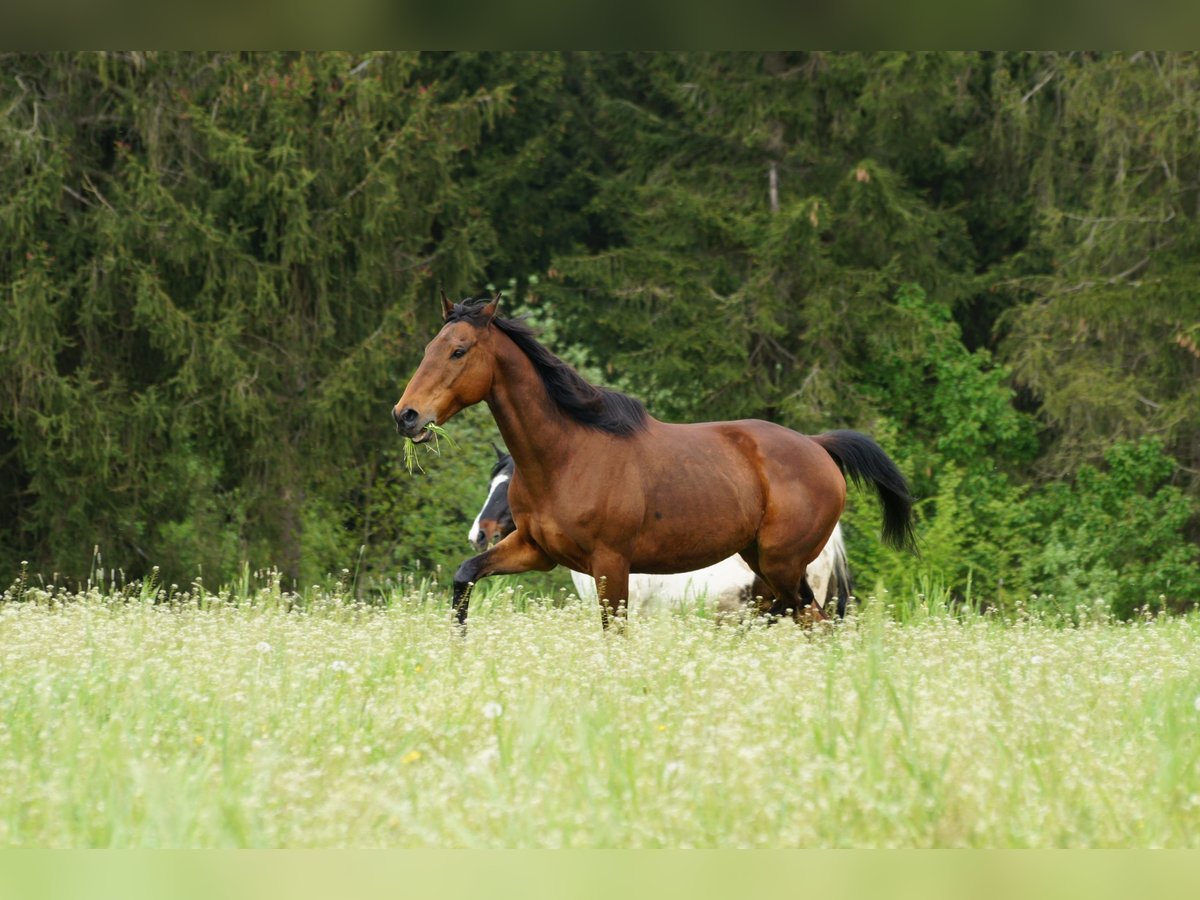 Other Thoroughbred Breeds Gelding 15 years 15,2 hh Brown in Utzstetten