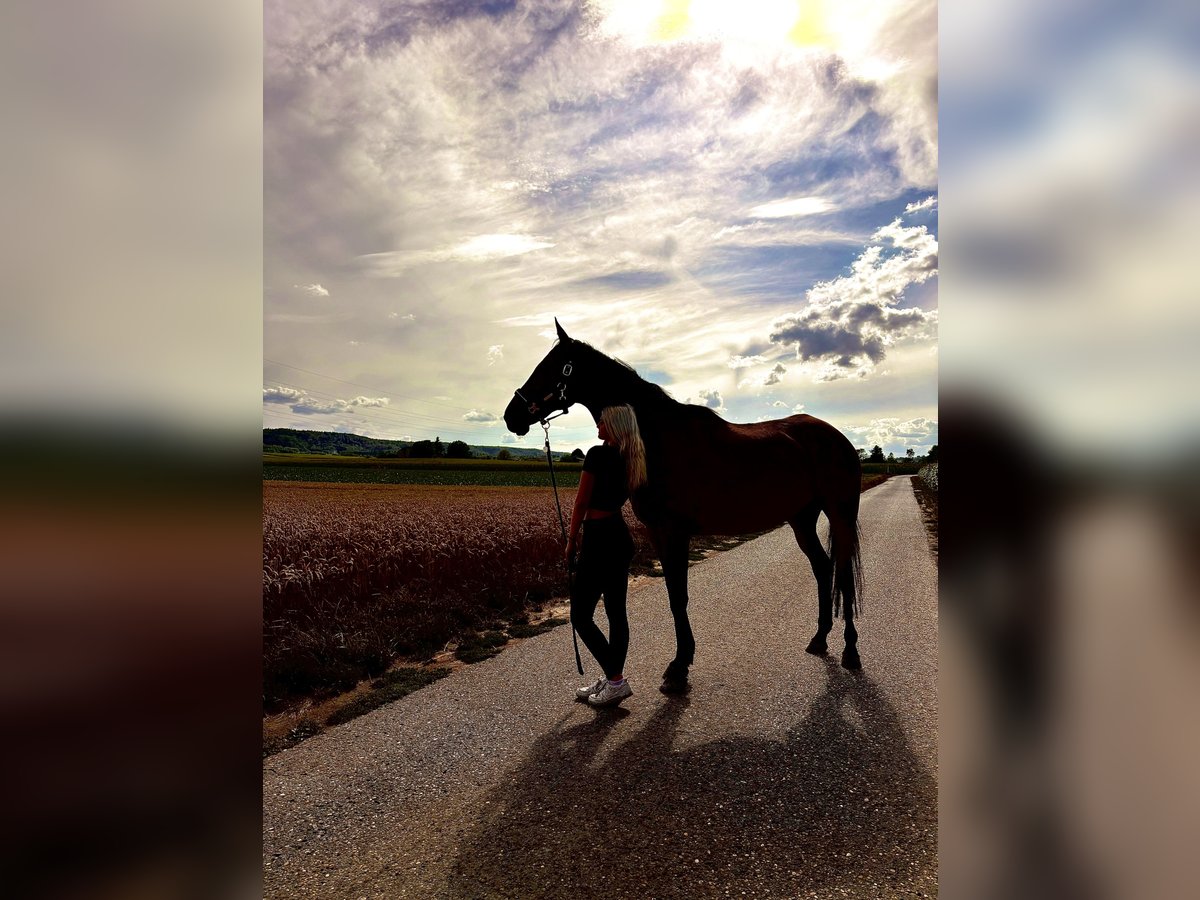 Other Thoroughbred Breeds Gelding 15 years 16,2 hh Bay-Dark in Brackenheim