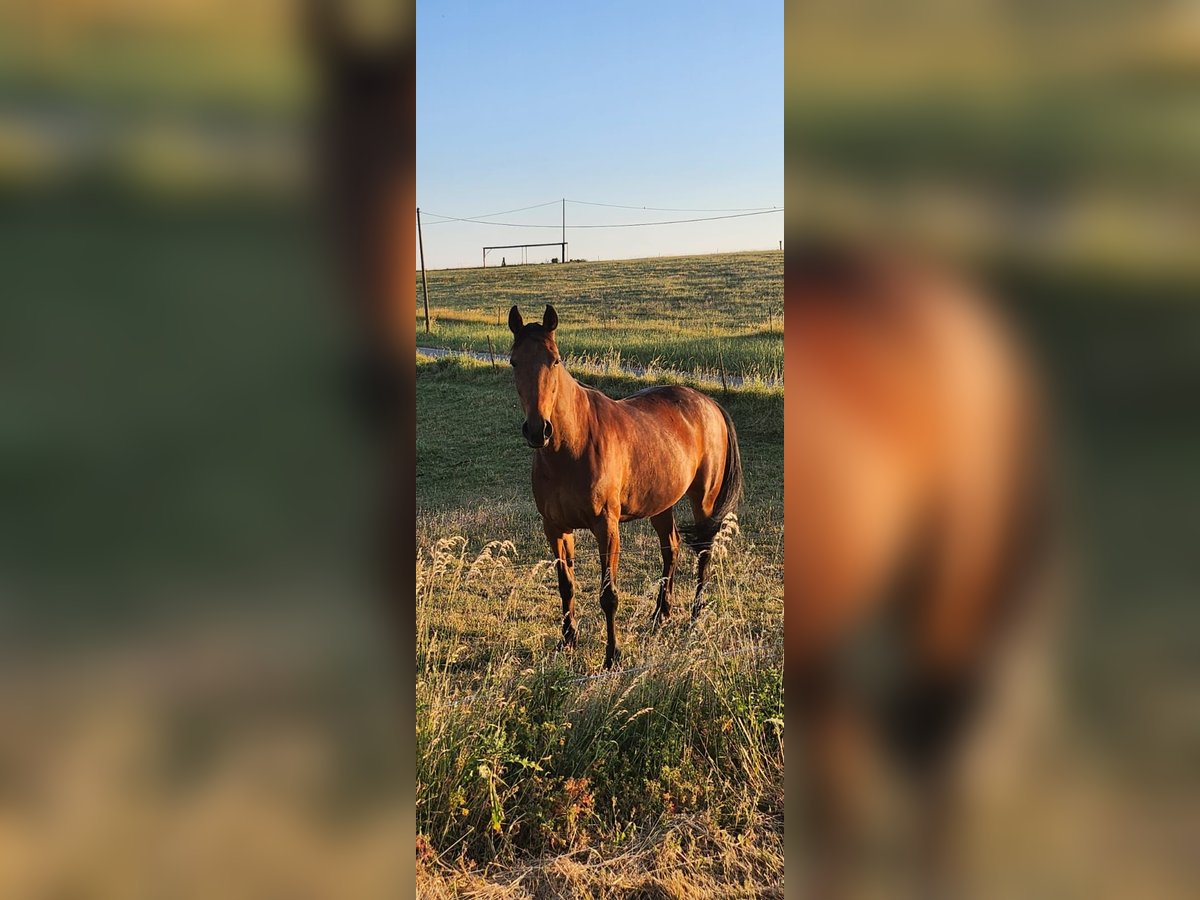 Other Thoroughbred Breeds Gelding 16 years 16,2 hh Brown in Bining