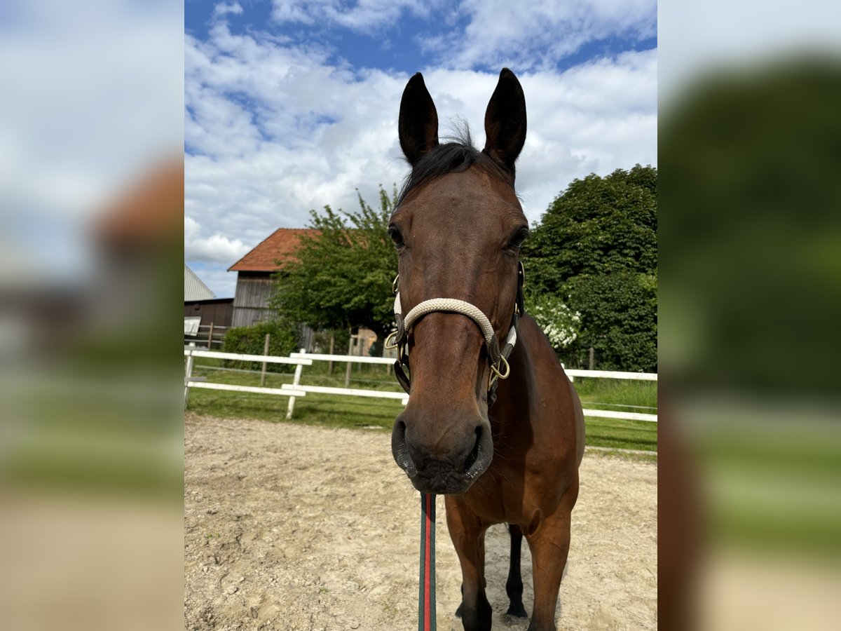 Other Thoroughbred Breeds Gelding 18 years 16 hh Brown in Alsfeld