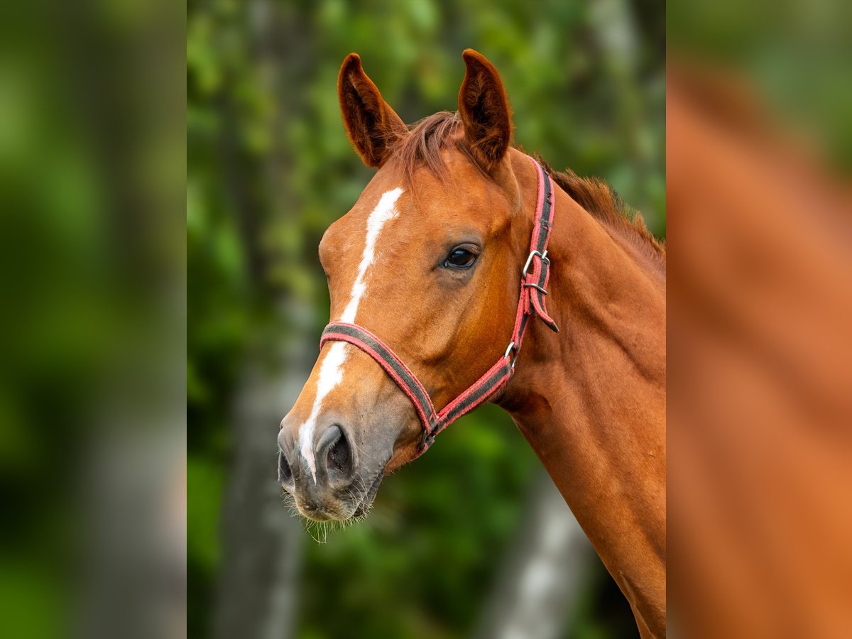 Other Thoroughbred Breeds Gelding 1 year 12,2 hh Chestnut-Red in Stryków Other Thoroughbred Breeds Gelding 1 year 12,2 hh Chestnut-Red in Stryków