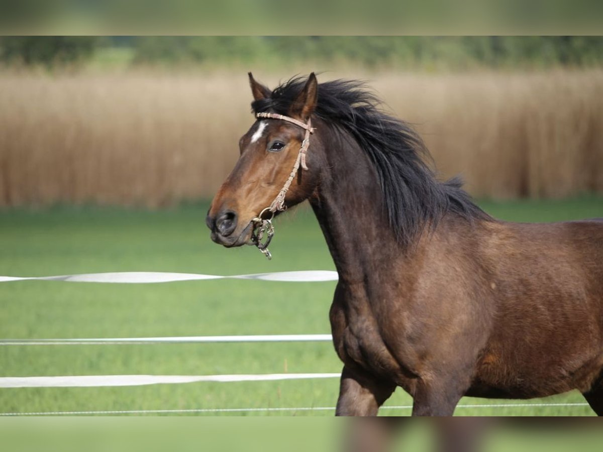 Other Thoroughbred Breeds Mix Gelding 20 years 14,2 hh Champagne in Weissach im Tal