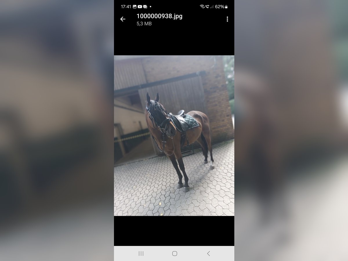 Other Thoroughbred Breeds Gelding 3 years 16,2 hh Brown in D&#xFC;sseldorf