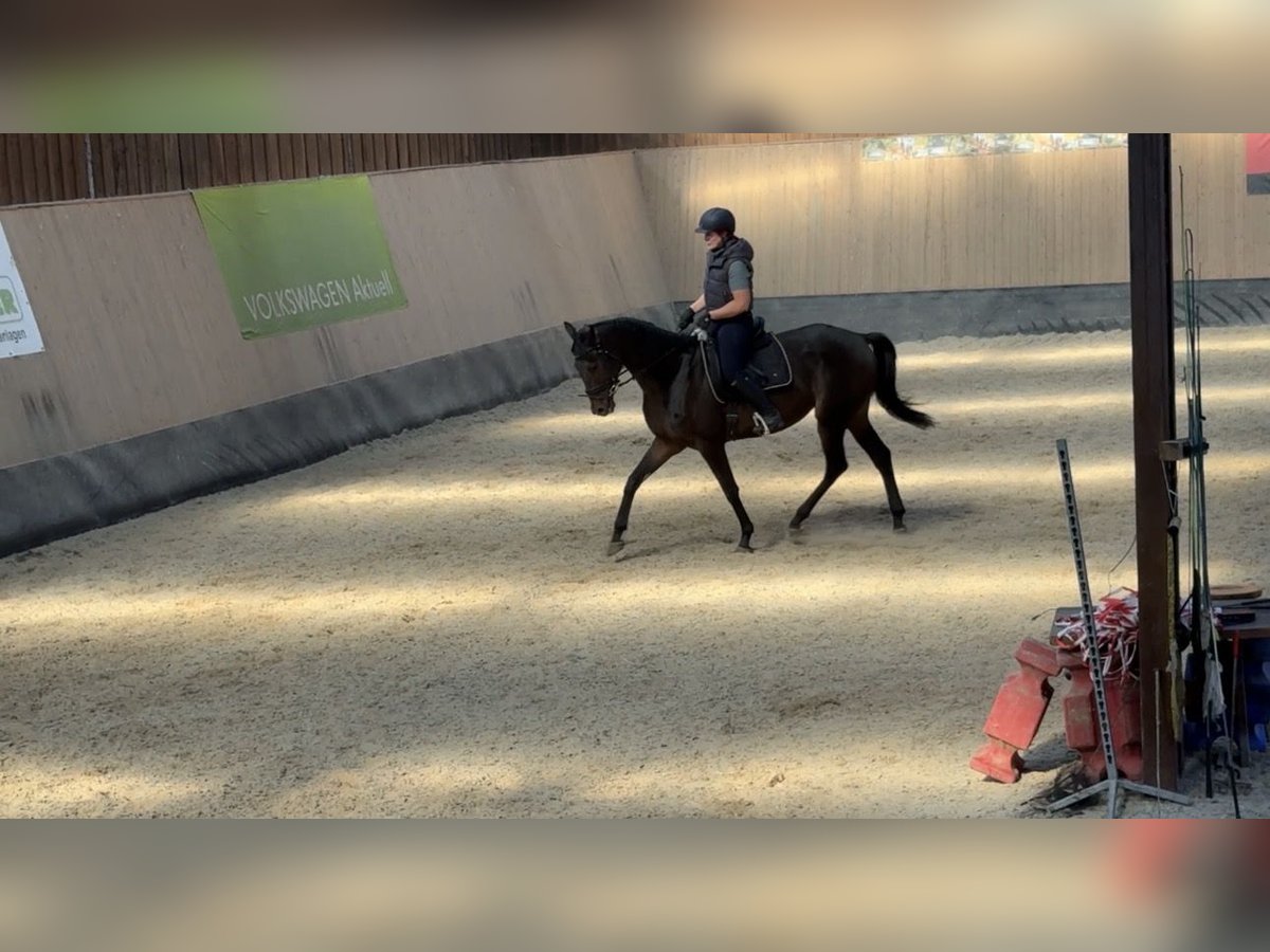 Other Thoroughbred Breeds Gelding 5 years 16,1 hh Brown in Wegeleben