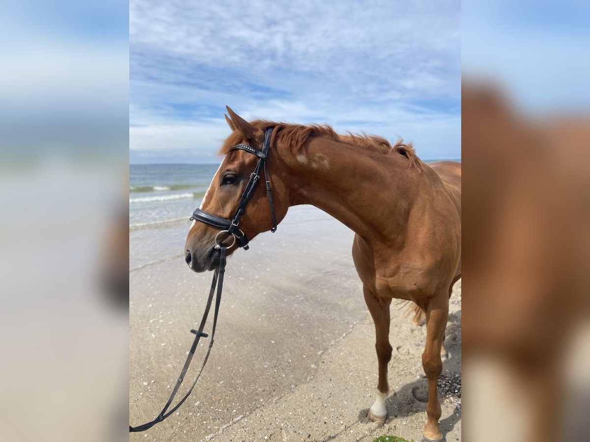 Other Thoroughbred Breeds Gelding 6 years 16 hh Chestnut-Red in Alpen Other Thoroughbred Breeds Gelding 6 years 16 hh Chestnut-Red in Alpen