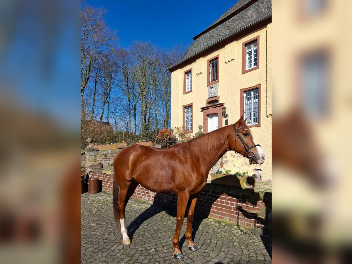 Other Thoroughbred Breeds Mix Gelding 6 years 17,1 hh Chestnut-Red in Grevenbroich