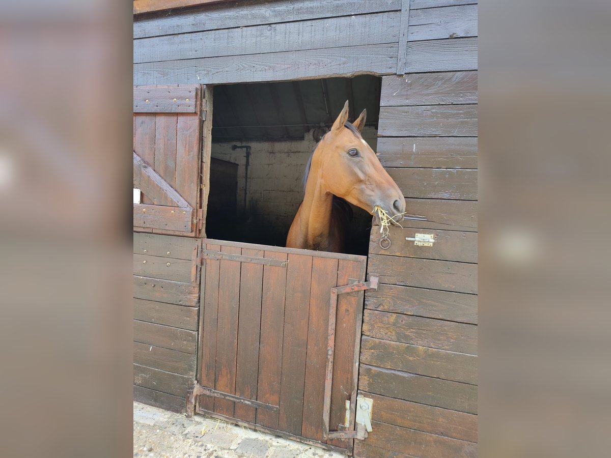 Other Thoroughbred Breeds Mix Gelding 7 years 16,1 hh Brown in Buc
