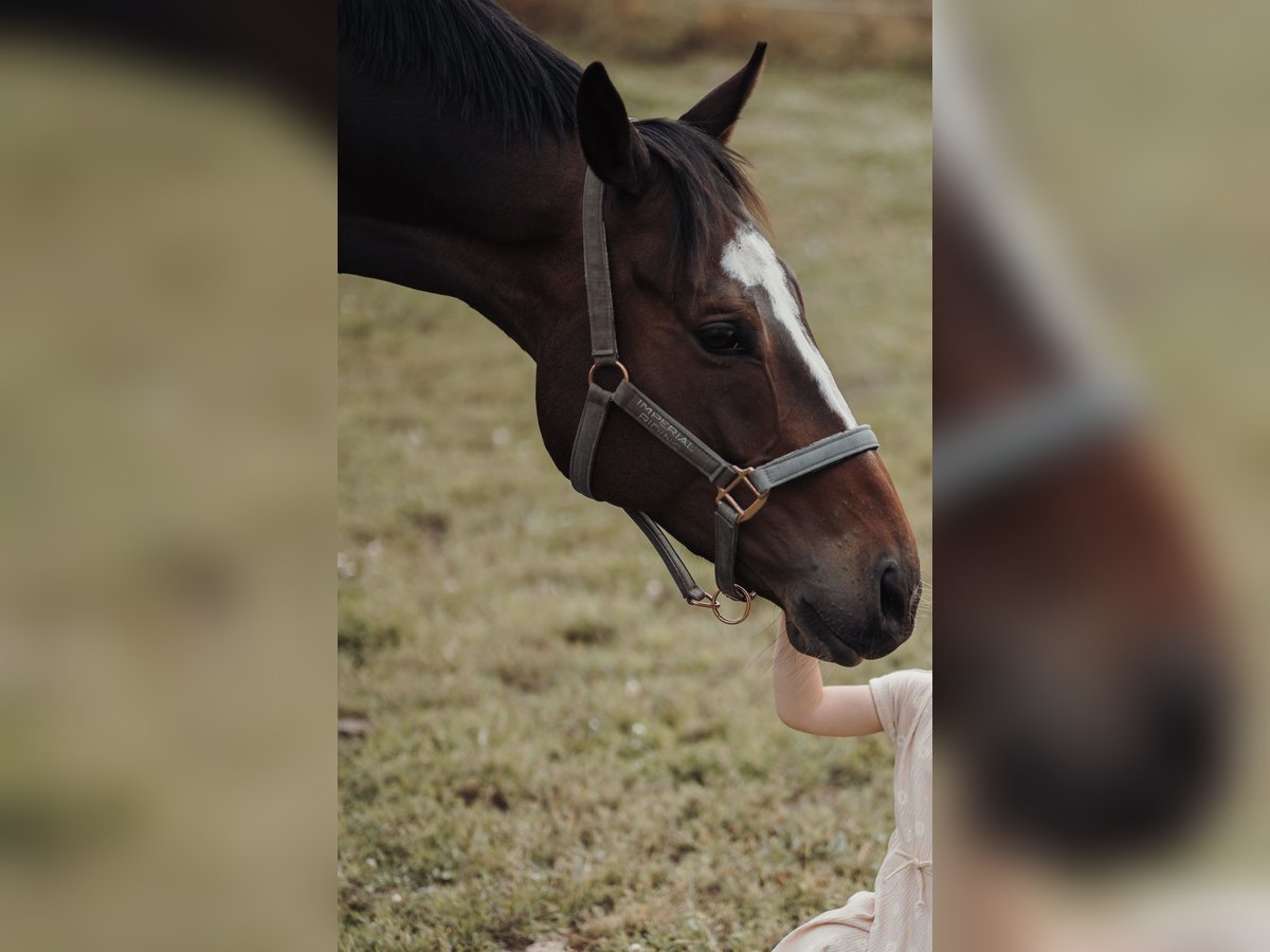 Other Thoroughbred Breeds Gelding 7 years 16,1 hh in Bocholt