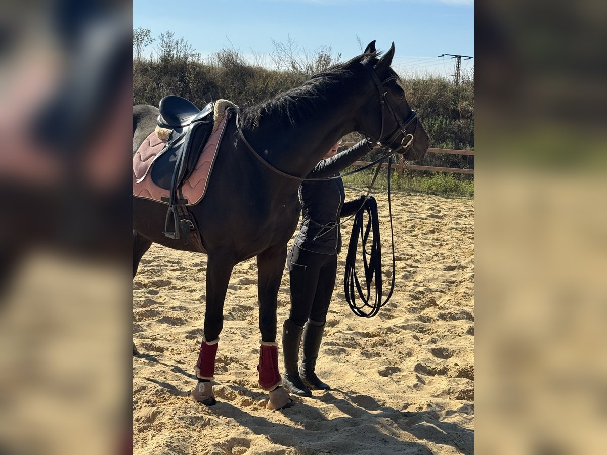 Other Thoroughbred Breeds Gelding 7 years 16,1 hh Smoky-Black in Wegeleben