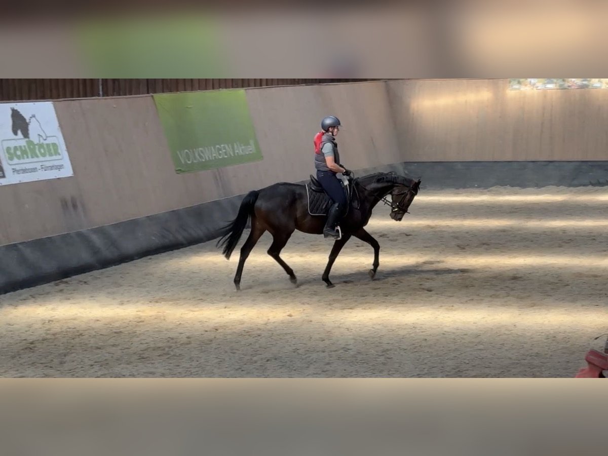 Other Thoroughbred Breeds Gelding 7 years 16,1 hh Brown in Wegeleben