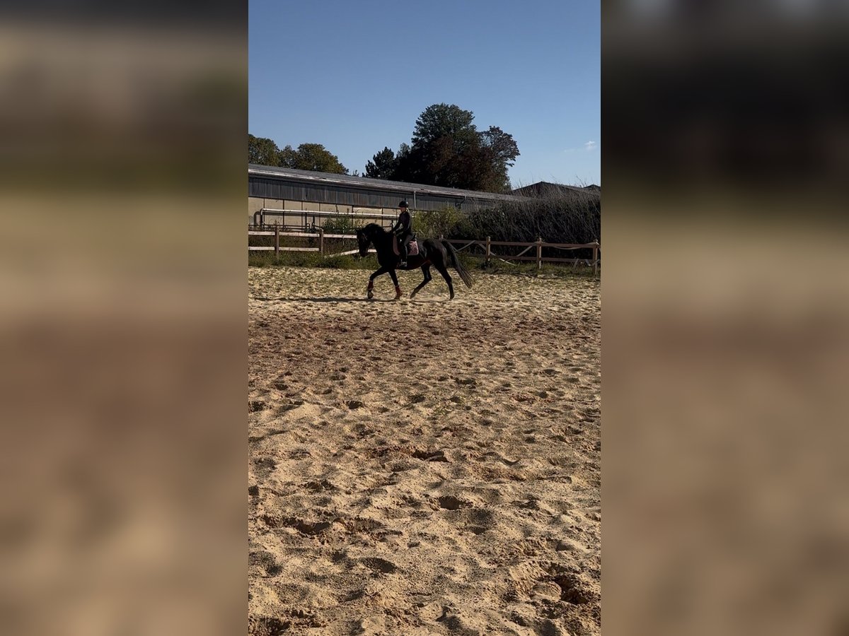 Other Thoroughbred Breeds Gelding 7 years 16,1 hh Smoky-Black in Wegeleben