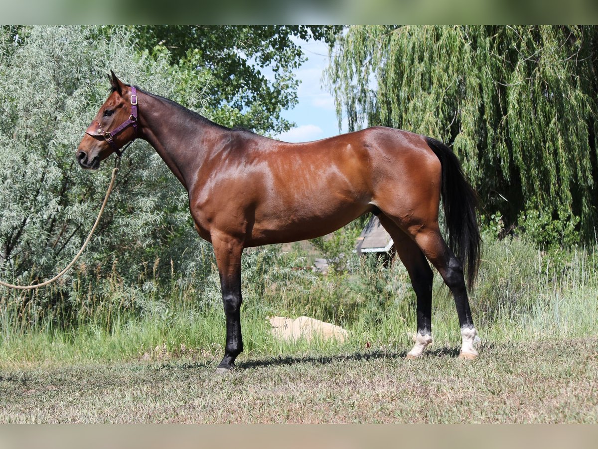 Other Thoroughbred Breeds Gelding 7 years 16,2 hh Bay in Fort Collins, CO