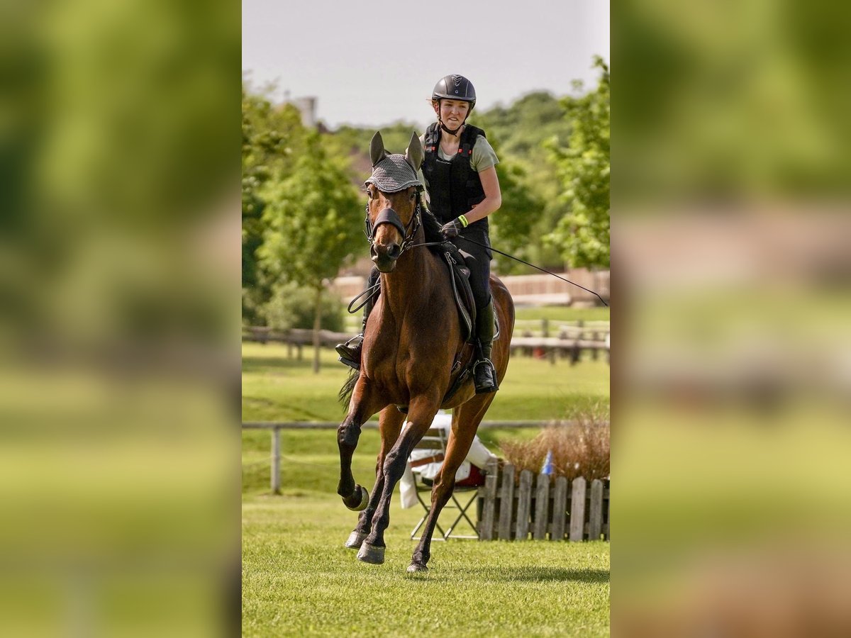 Other Thoroughbred Breeds Gelding 8 years 16 hh Brown in Pelmberg