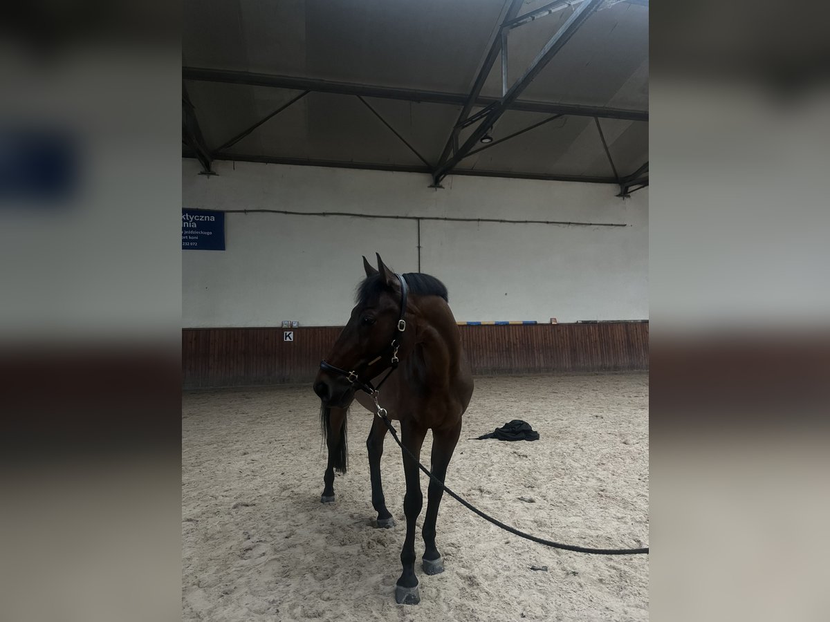 Other Thoroughbred Breeds Gelding 8 years 17 hh Bay in Niepolomice