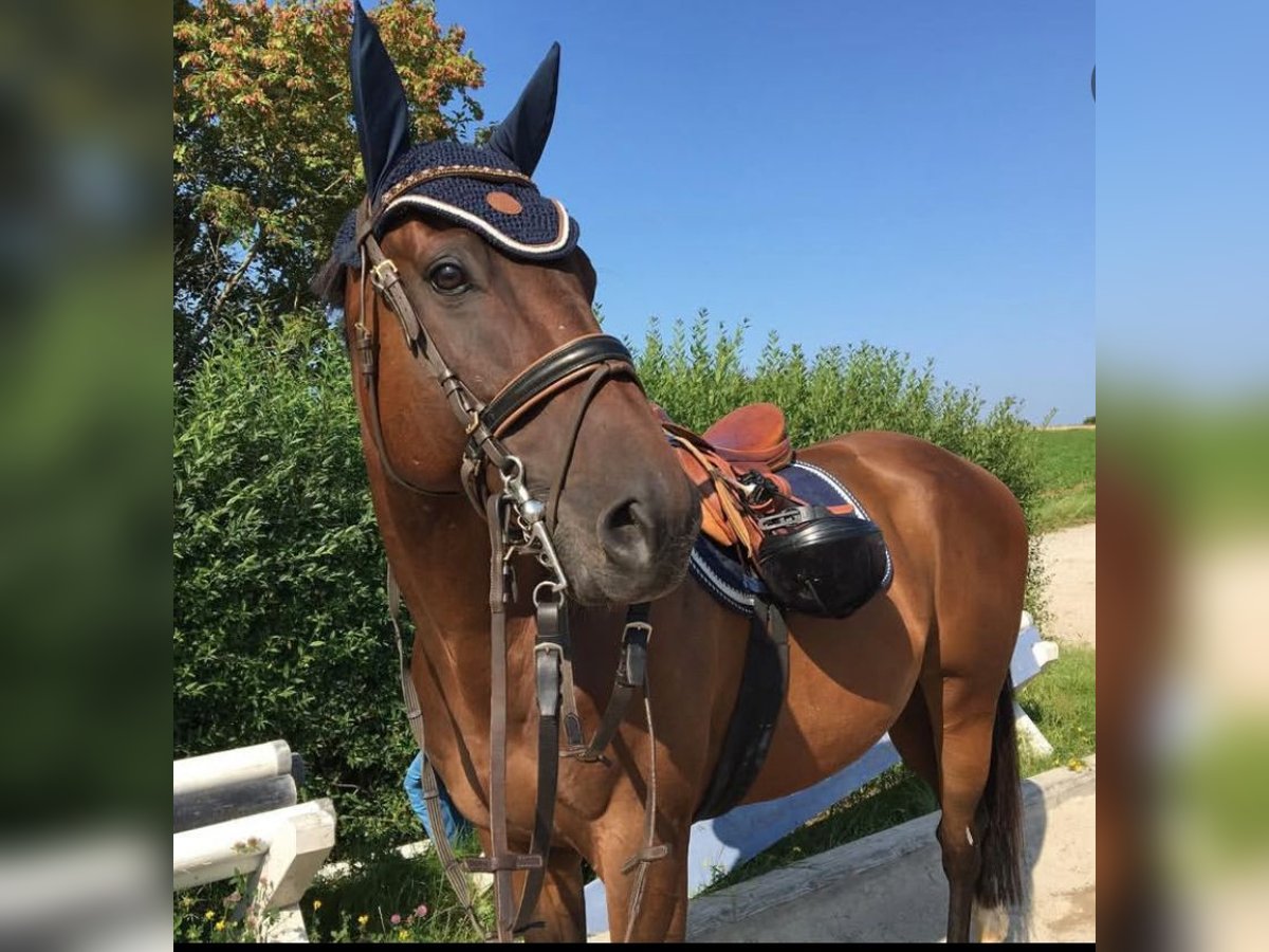 Other Thoroughbred Breeds Gelding 9 years 16,2 hh Bay-Dark in Bad Abbach