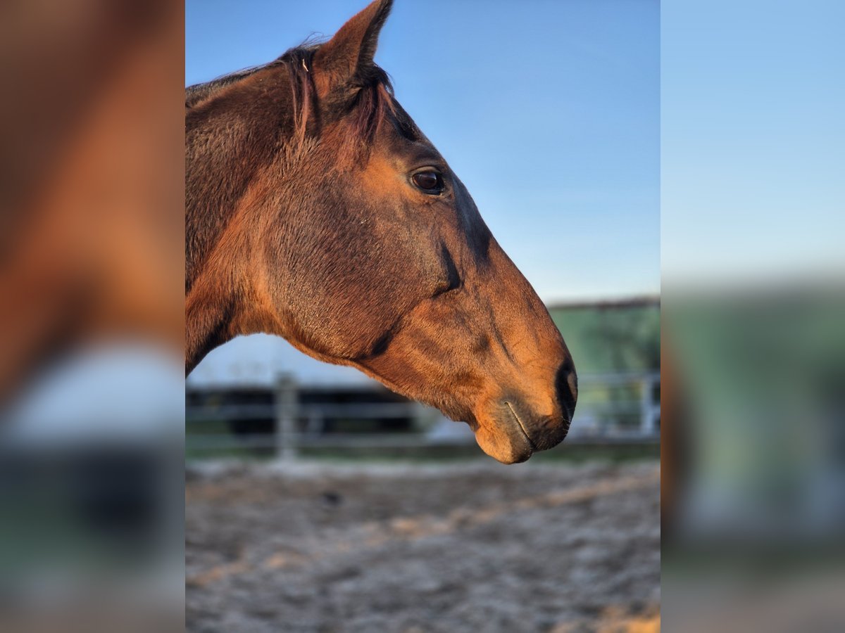 Other Thoroughbred Breeds Mare 10 years 15,2 hh Bay-Dark in Wietzendorf