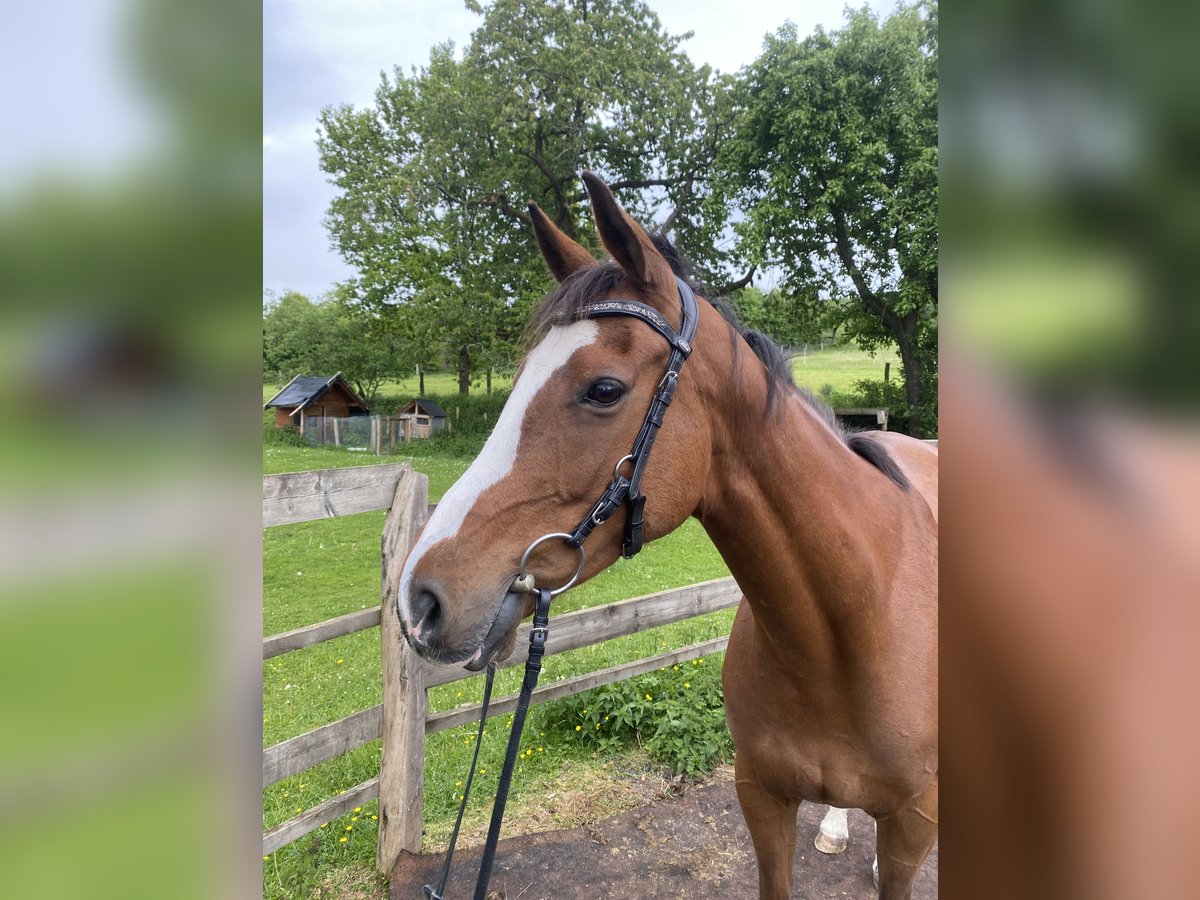 Other Thoroughbred Breeds Mare 10 years 15,1 hh Brown in Schmallenberg