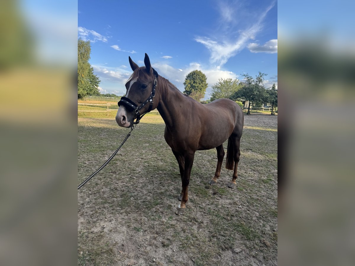 Other Thoroughbred Breeds Mare 10 years 15,2 hh in Walsrode