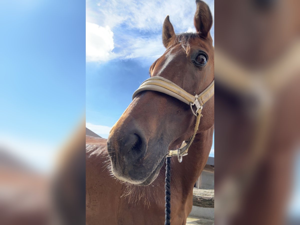 Other Thoroughbred Breeds Mix Mare 10 years 16 hh Brown in Tragwein