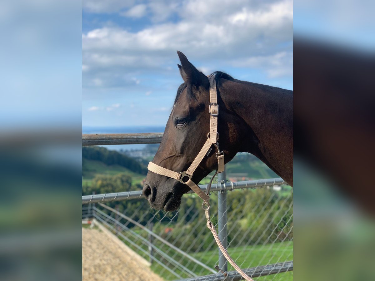 Other Thoroughbred Breeds Mare 11 years 15,1 hh Bay-Dark in Wolfhalden