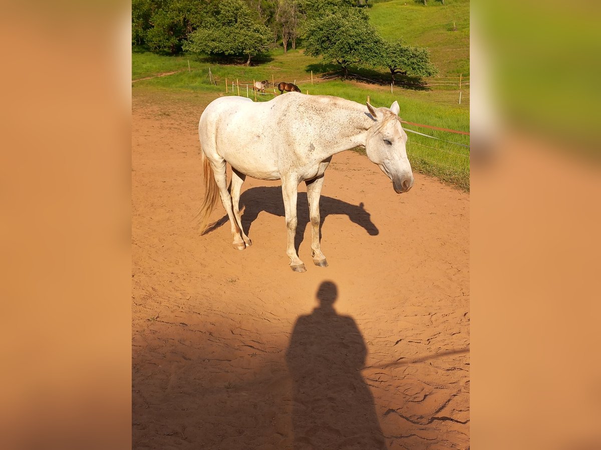 Other Thoroughbred Breeds Mare 14 years 15,2 hh Grey-Fleabitten in Ulmet