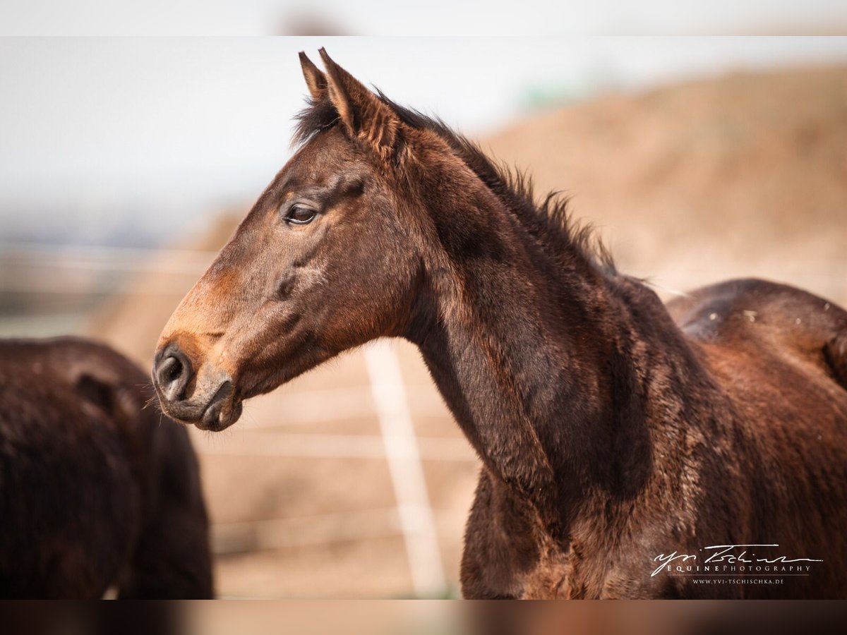 Other Thoroughbred Breeds Mare 15 years 16 hh Brown in Würzburg