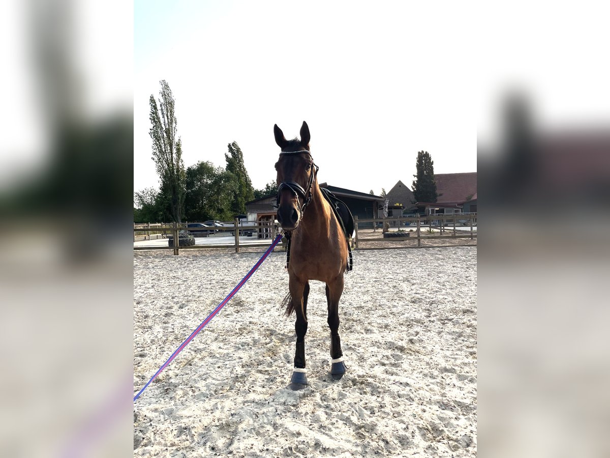 Other Thoroughbred Breeds Mare 15 years 16 hh Brown in Würzburg