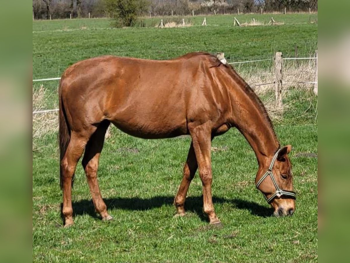 Other Thoroughbred Breeds Mare 16 years 16,1 hh Chestnut-Red in Lassahn