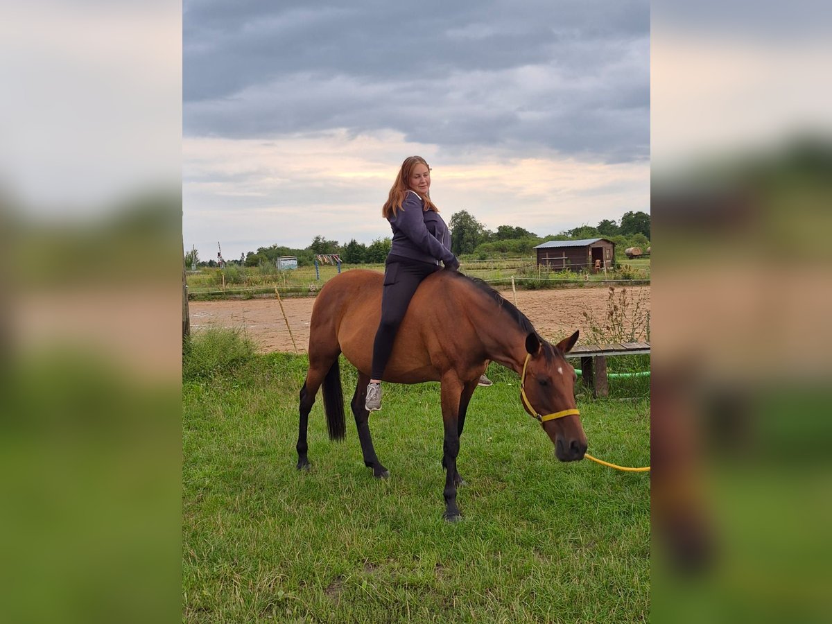 Other Thoroughbred Breeds Mare 16 years 16 hh Bay-Dark in Oberkr&#xE4;mer