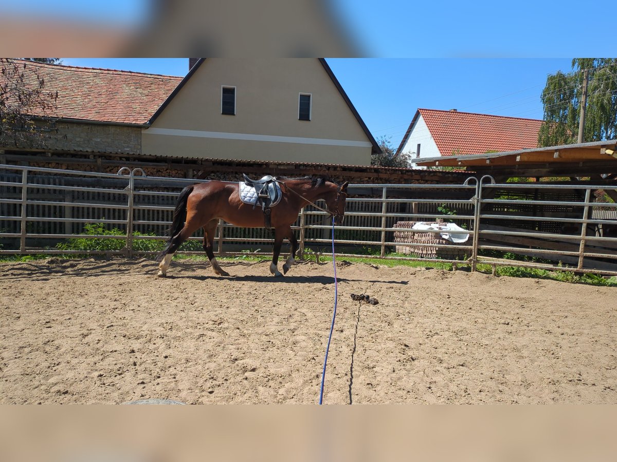 Other Thoroughbred Breeds Mare 17 years 16,1 hh Brown in Magdala