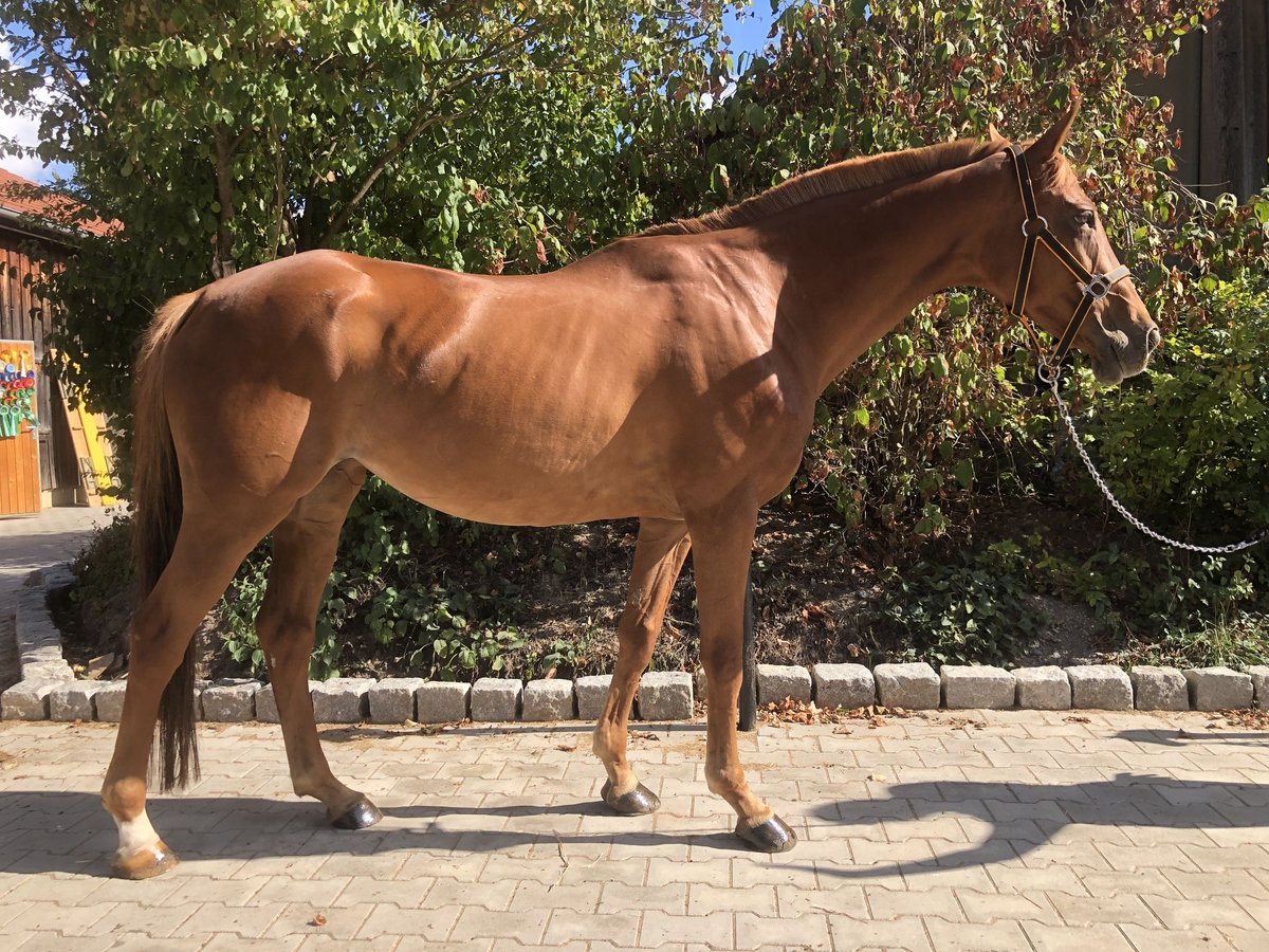 Other Thoroughbred Breeds Mare 18 years 16,1 hh Chestnut-Red in Mainbernheim